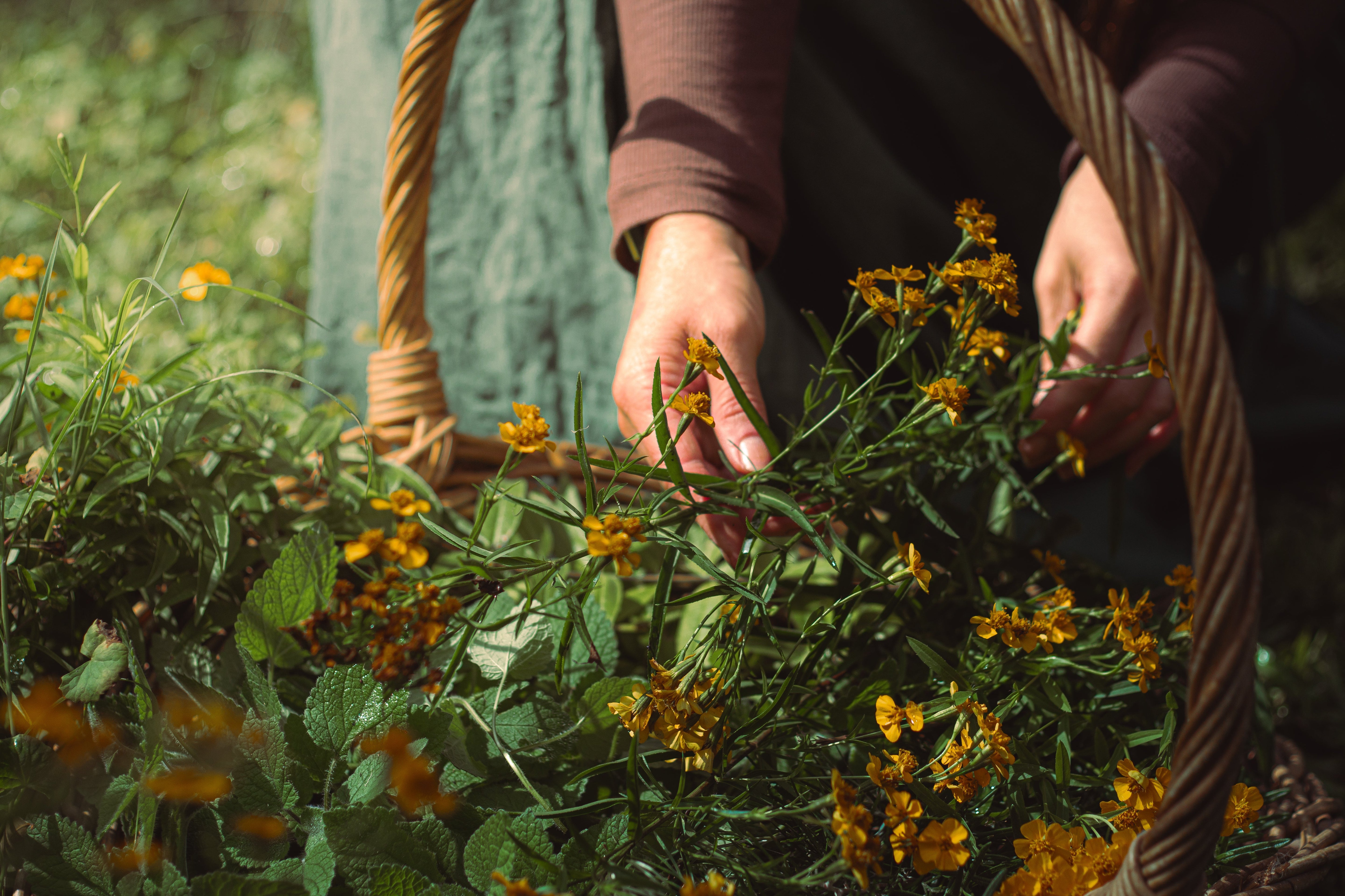The Nature of Handcrafted Soap: Where Ritual Meets Nature